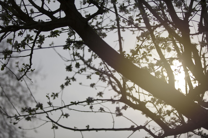 sky, trunk, flower, nature, growth, winter, outdoors, tree trunk, tree, crotch, tree canopy, plant, silhouette, branch, forest, sunlight, flowering plant