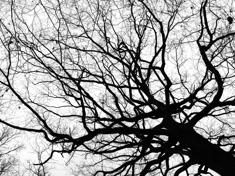Winter, Crown, branches, day, crotch, photography, low, 2K, full frame, trees, low angle view, outdoors, tranquility, wintry, frost, Tree, bare tree, no people