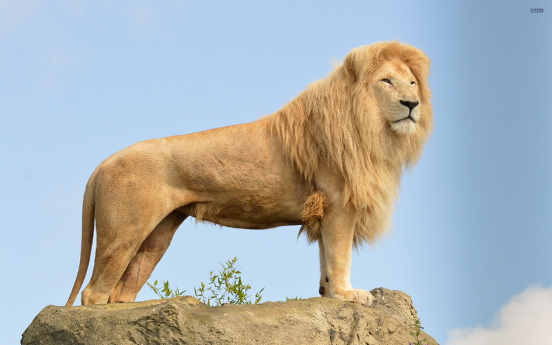 hd loin wllpapers, 2560x1600, Animal, Lion, 2K, 4k, animals