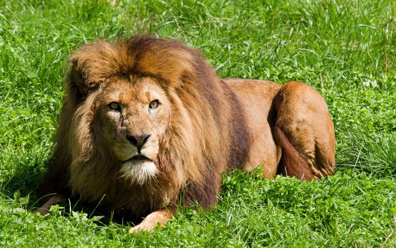animals, 2560x1600, Animal, loin hd, hd aimals, Lion, 2K