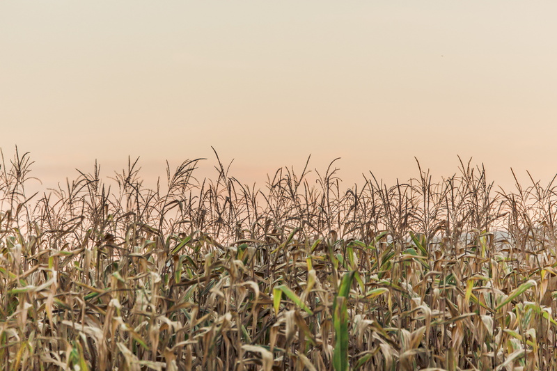 field, pattern, yellow, scenics - nature, plant field, beauty in nature, crop, clear sky, plant, outdoors, agriculture, tranquility, farm, cereal Plant