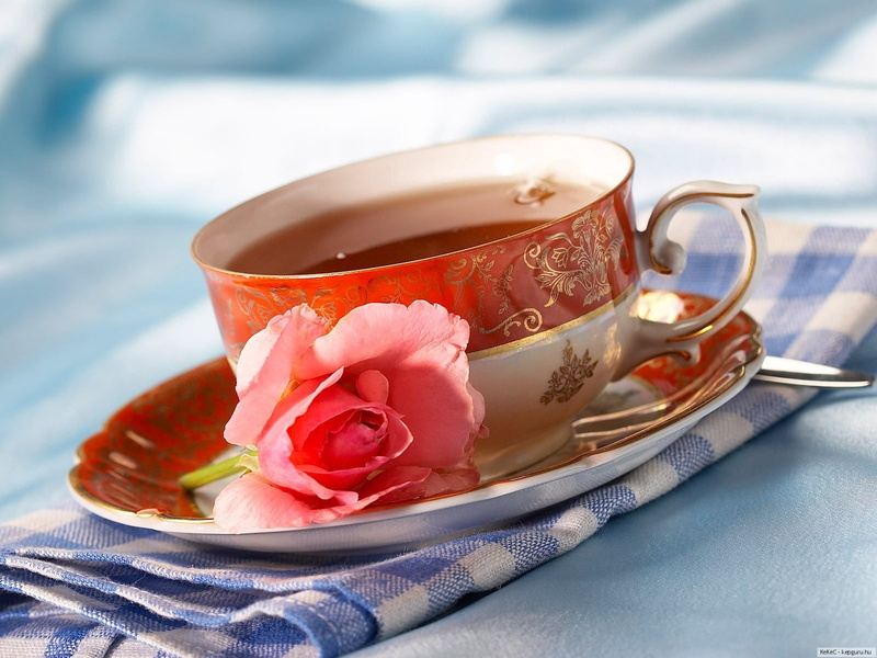morning, nature, rose, pink, flowering plant, breakfast, mug, saucer, textile, indoors, rose - Flower, hot drink, plant, gourmet, backgrounds, crockery