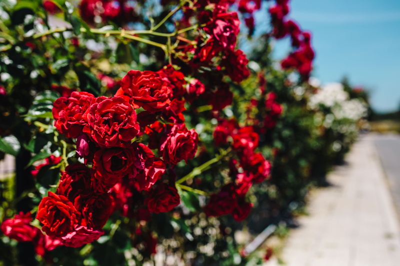 focus on foreground, flower head, Bulgaria, beauty in nature, decoration, no people, rose, flora, close-up, freshness, 5K, springtime, red, growth, flowering plant