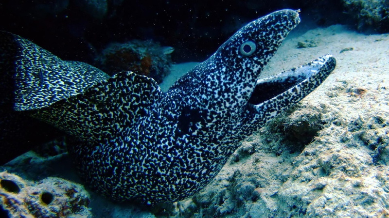 other, eel, entertainment, fish, animals, 1080P, m