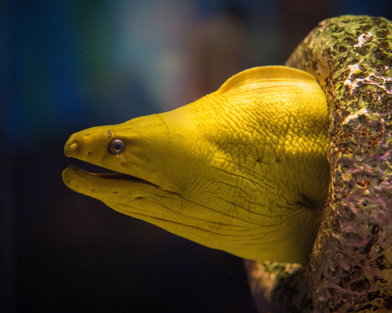 no people, sea life, animals in the wild, 4K, marine, aquarium, animals in captivity, wildlife, tropical, saltwater fish, close, tank, animal wildlife