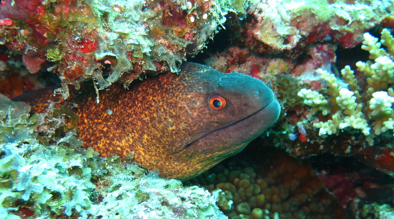 animal, sea, Margin, marine, Moray Eel, eel, blue, Yellow, fish, pollution, wildlife, no people, animal themes, 2K, tropical Climate, undersea, vertebrate