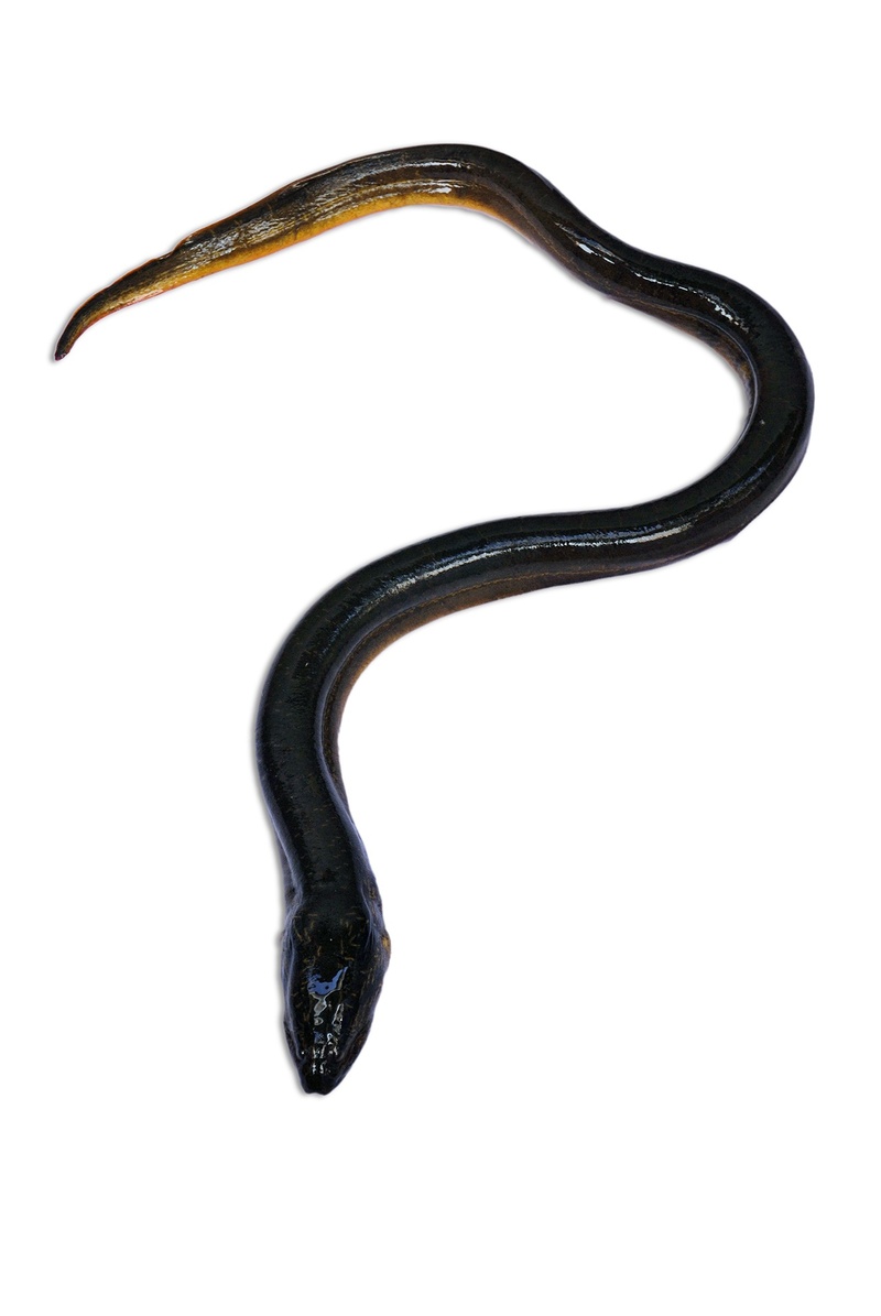 animal wildlife, copy space, animals in the wild, fish, close-up, eel, 1080P, curve, one animal, no people, vertebrate, animal, studio shot, indoors, metal