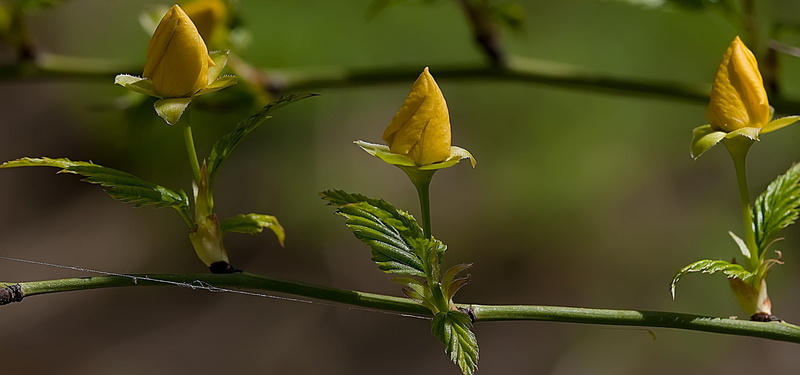 branch, springtime, macro, plant, flowers, fragility, no People, nature, tree, bud, leaves, thread, forest, plant stem, 2K, plant part, outdoors, petaled