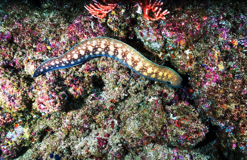 sea life, animal, sealife, outdoors, no people, scuba, electric eel, invertebrate, reptile, one animal, snake, scuba diving, water, animals in the wild