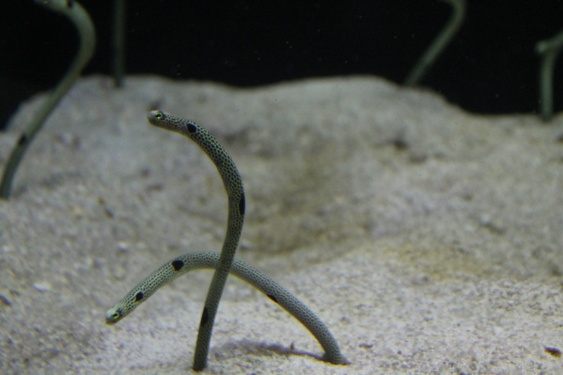 undersea, poisonous, eel, underwater, animal wildlife, animal, sea life, water, nature, no people, animals in the wild, reptile, marine, snake, one animal
