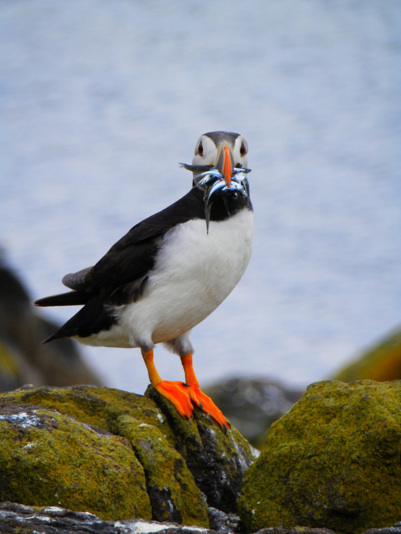focus, solid, white, beach, lake, vertebrate, black, perching, rock - object, no people, sand eel, animal wildlife, close-up, animals in the wild, animal themes