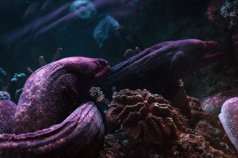 undersea, invertebrate, gray, water, three, fish, animals in captivity, vertebrate, sea life, group of animals, sea, close-up, 5K, animal themes, ocean