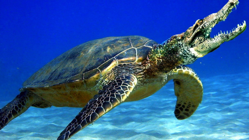 underwater, one animal, nature, eel, animal themes, reptile, marine, ocean, animal, animals in the wild, loggerhead, 1080P, funny, summer, blue, undersea