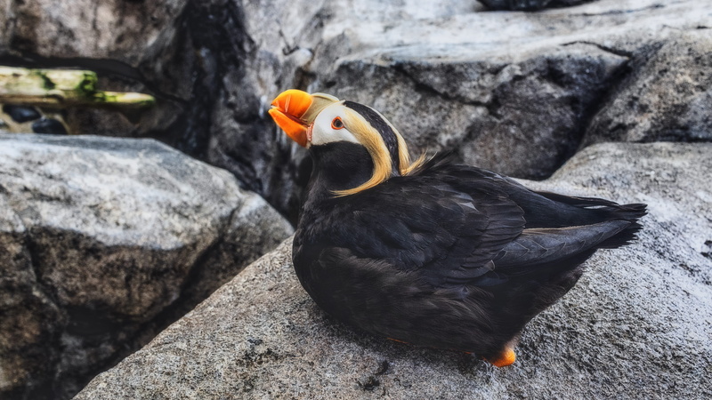 vertebrate, solid, black, puffin, close-up, outdoors, orange color, finch, pebble, fish, animal, 5K, iguana, snake, eel, one animal, blackbird, beak, no people