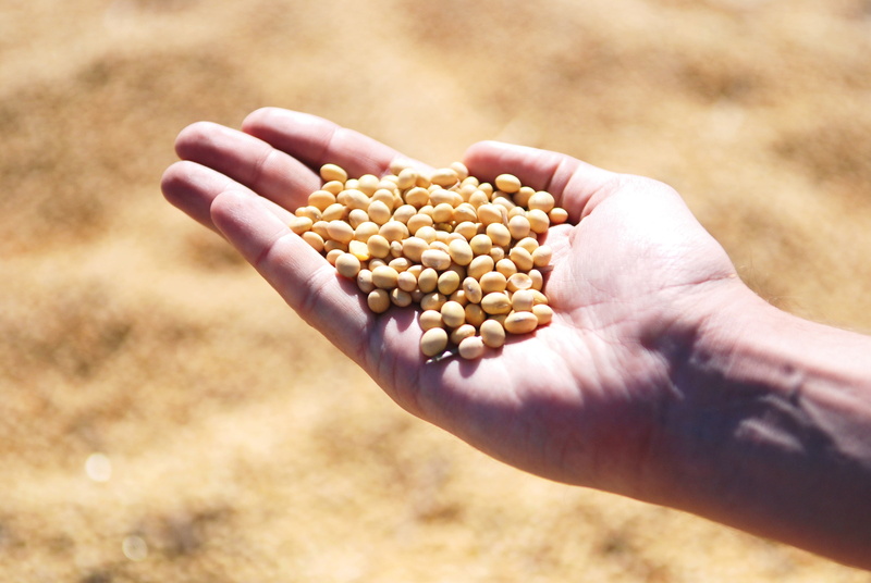 hands cupped, outdoors, farm, one person, leguminous, seeds, day, cereal plant, plant, crop, food and drink, food, soybean, corn, letils, harvest, human hand