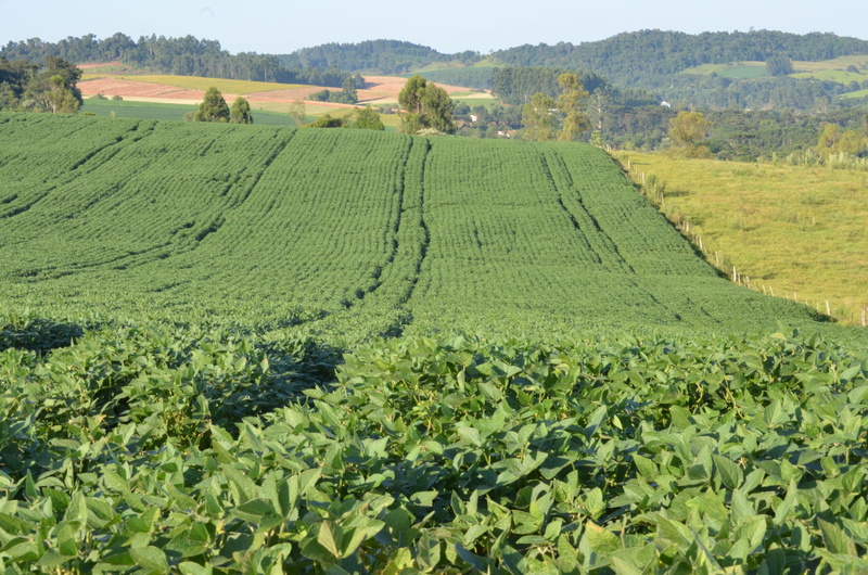 tea crop, outdoors, harvest, beauty in nature, crop, plantation, day, rural scene, farm, tree, tranquil scene, rural, land, green color, agriculture, landscape