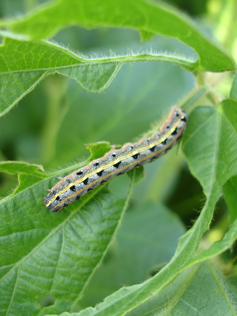 2K, plants, close-up, animal, seedling, focus on foreground, landscape, green, insects in plant, plantation, animals in the wild, pods, worm, animal wildlife