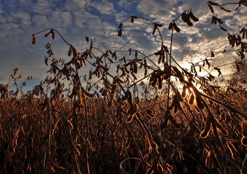 cloud - sky, sky, golden, season, soybeans, tranquility, farm, dry, food, field, beauty in nature, crop, no people, nature, farming, focus on foreground