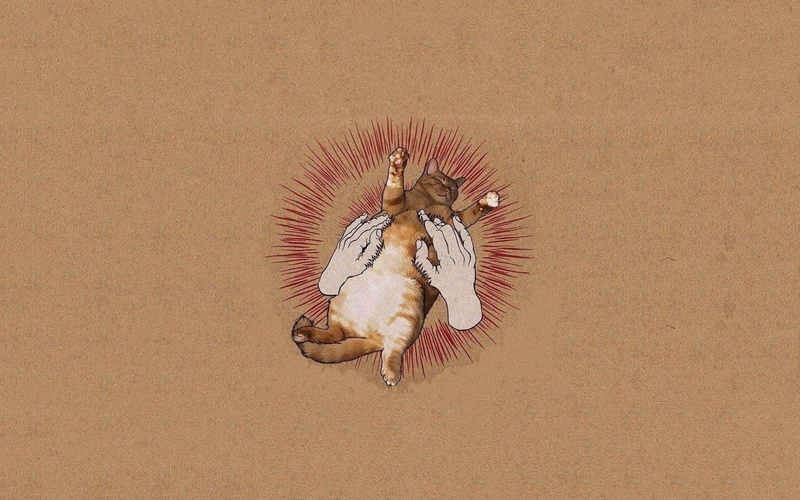 outdoors, vertebrate, bird, one animal, no people, animal themes, music godspeed you black emperor album covers cat parody, sand, nature, animal, animal wildlife