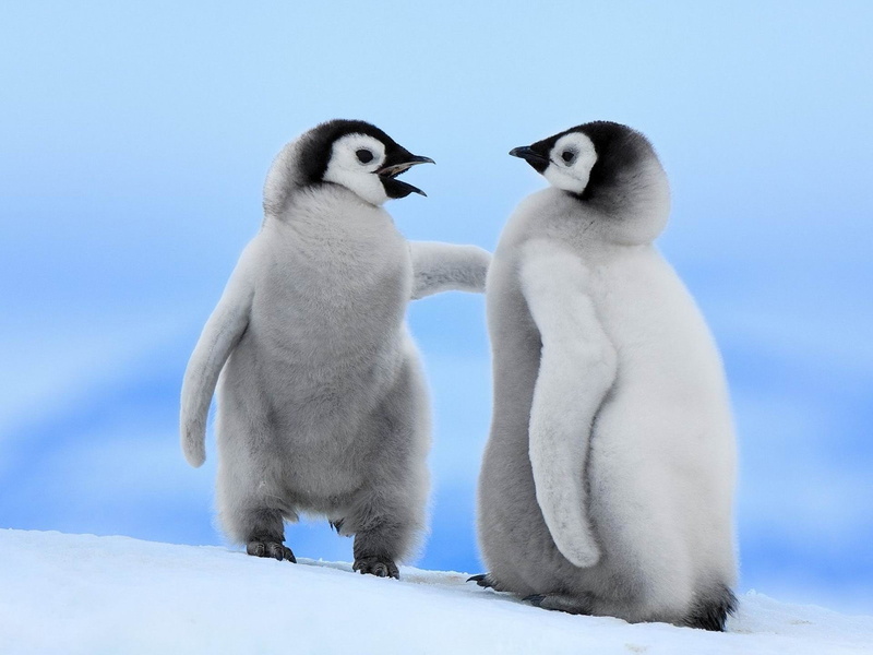 frozen, white color, no people, penguin, two, natural, penguins, day, winter, bird, 1080P, snow, vertebrate, animal family, black, ice, frozen water, animals in the wild
