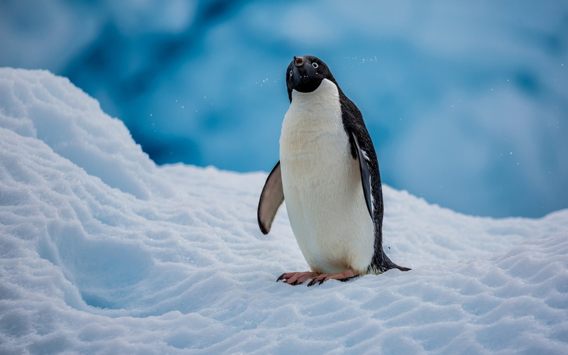 vertebrate, black, land, full length, animal themes, emperor, beauty in nature, one animal, Animals, cold temperature, bird, 2K, nature, animal wildlife