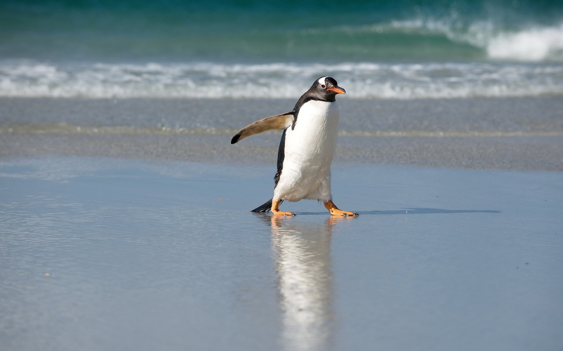 white, wave, nature, birds, beauty in nature, Animals, day, animals in the wild, beach, black, Penguin, water, 2K, vertebrate, animal themes, emperor