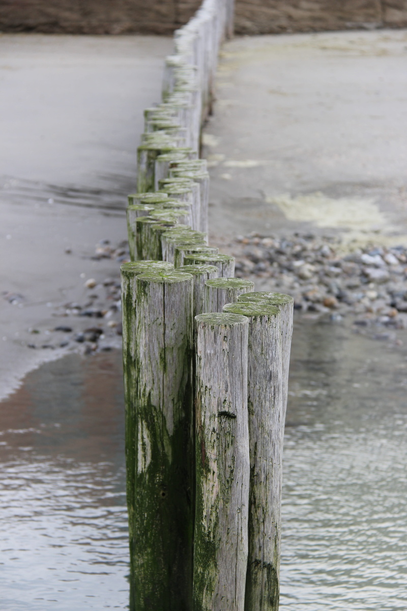 wooden post, boundary, wood, river, nature, bark, no people, wood - material, timber, bay sum, pole, selective focus, outdoors, stakes, day, land, beach
