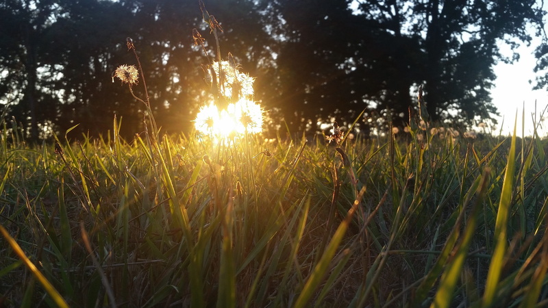 tree, scenics - nature, bright, sunlight, golden, 5K, environment, background, no people, blade of grass, flower, outdoors, sun, sky, tranquil scene, growth