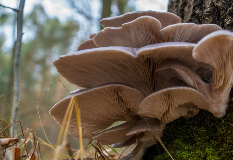 animal wildlife, no people, focus on foreground, plant, oyster, growth, mushroom, animals in the wild, vegetable, tree, grass, beauty in nature, fungus