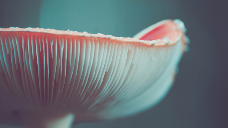 marine, vegetable, close, photograph, poison, scene, extreme close-up, mushroom, 4K, fungus, nature, healthy eating, food, spore, edible mushroom, colored background