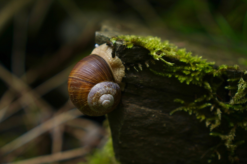 helix pomatia, animal, gastropod, land snail, selective focus, tree, 5K, day, brown, swabian oyster, animals in the wild, beige, close-up, mollusk, animal wildlife