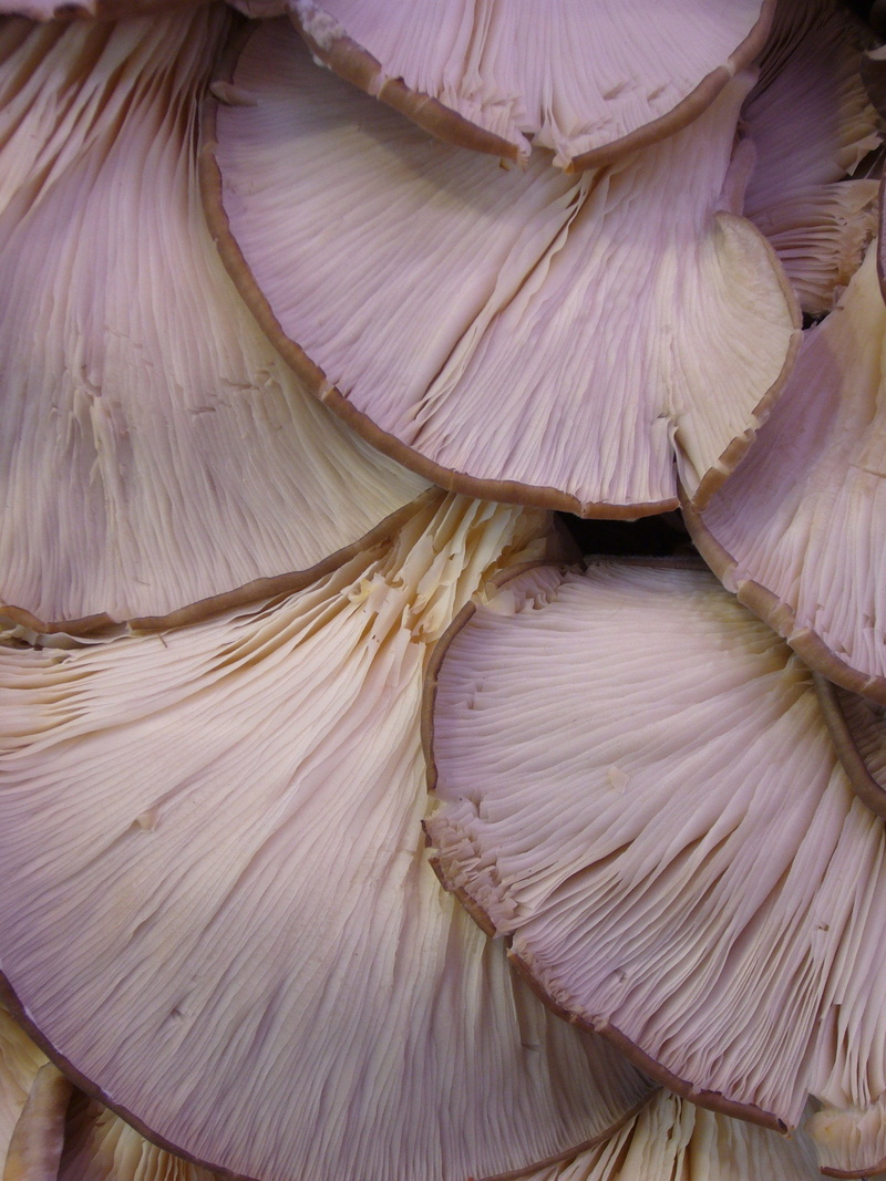 mushrooms, day, oyster mushrooms, backgrounds, close, full frame, beauty in nature, no people, food and drink, 2K, onion, vegetables, cook, still life