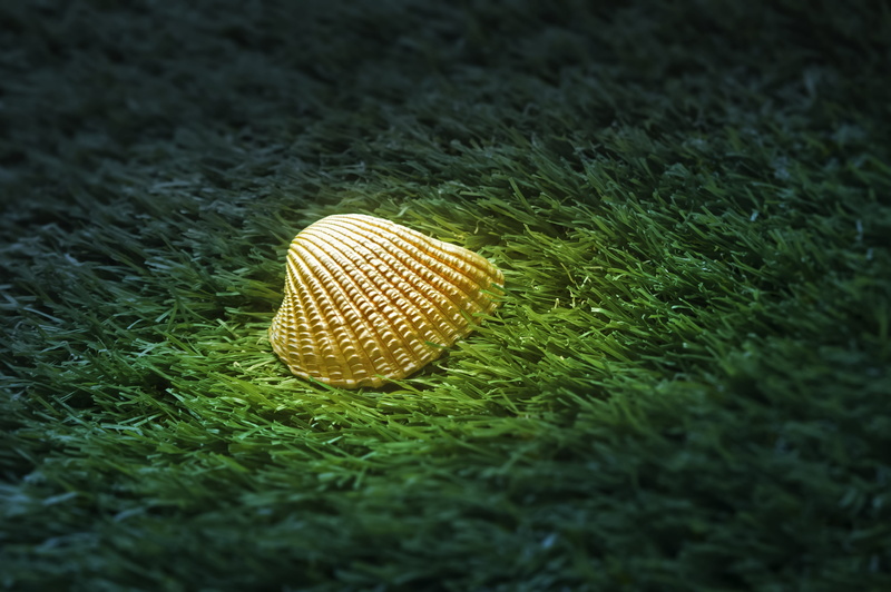 grass, clue, curved, night, toadstool, sea, sea shell, selective focus, close-up, snail, 4K, magic, trophy, no people, land, fungus, shell, vegetable