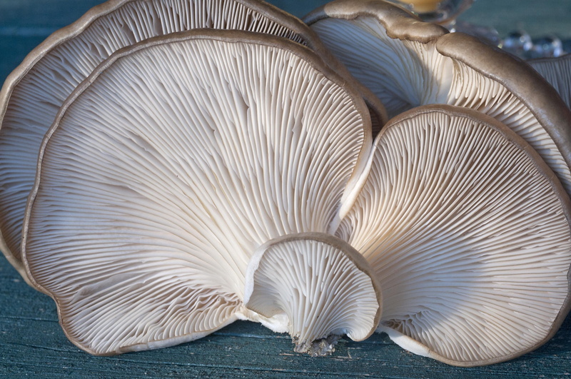 nature, animals in the wild, no people, white color, close-up, animal wing, freshness, indoors, beauty in nature, food, group of animals, white, mushroom