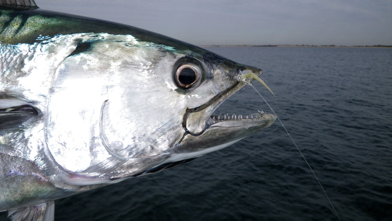 food, marine, sea, animal themes, outdoors, one animal, Tuna, fish, underwater, saltwater fish, big fish, public domain, no people, close-up, animal eye