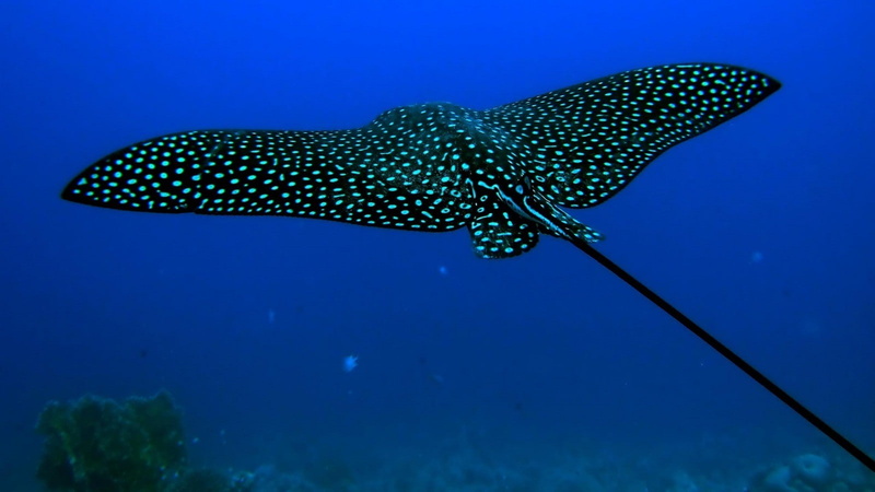 underwater, 720P, manta rays