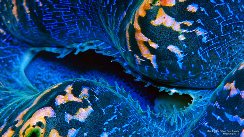new, clam, giant, guinea, 2K, papua, Ocean Life