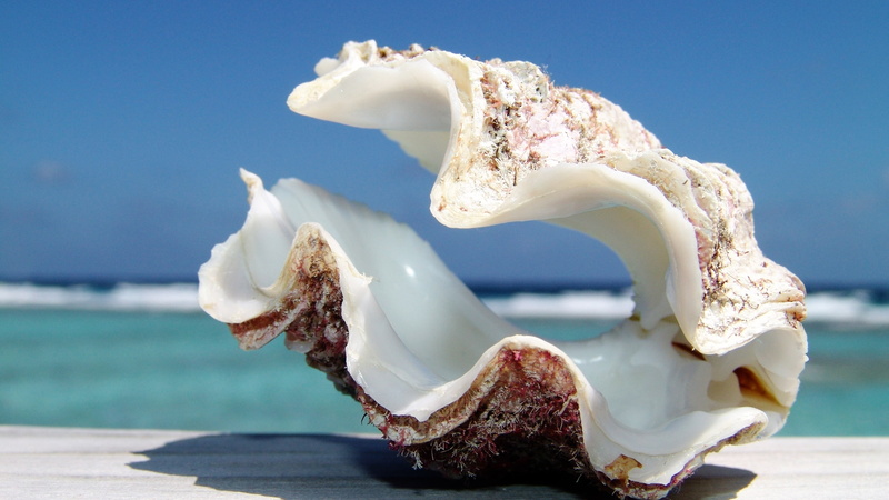 nature, 2K, hd, clam, shell