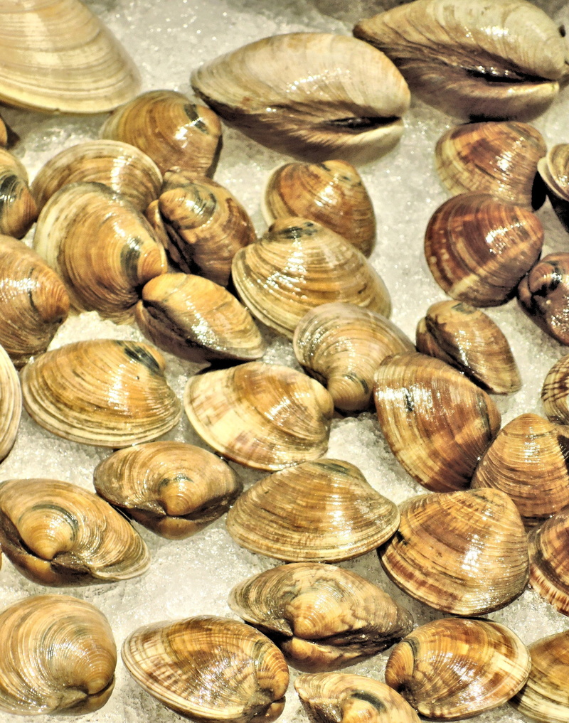 large group of objects, day, natural pattern, fish, fresh atlantic clams, animal shell, high angle view, shell, no people, abundance, nature, ice, 2K