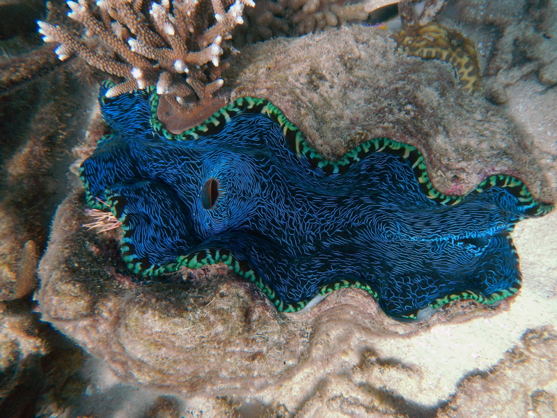 coral, ocean, fish, 4K, undersea, animal wildlife, nature, animal, one animal, peacock, animals in the wild, animal themes, sea, blue, close-up, marine