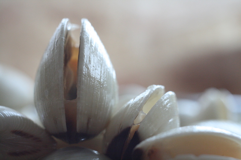 plant, selective focus, flowering plant, 4K, food, mushroom, freshness, clams, focus on foreground, nature, no people, extreme close-up, food and drink