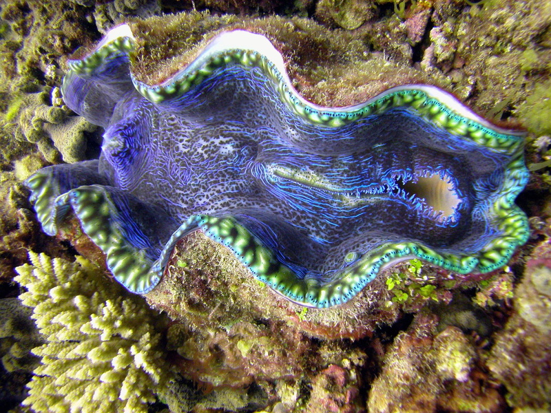 1080P, giant, clam