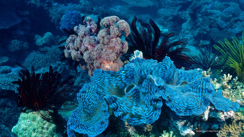 small, 2K, Ocean Life, clam, giant, australia, soft, coral