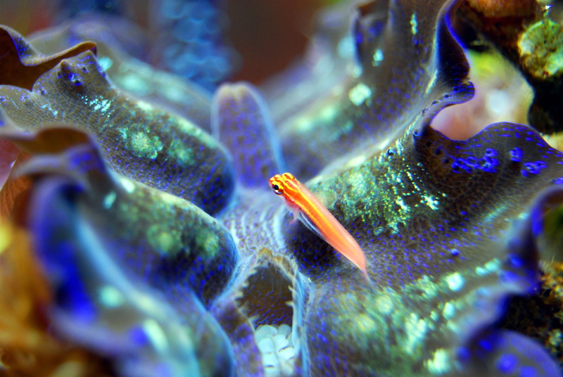 underwater, sea life, animal wildlife, undersea, animals in captivity, sea, purple, mollusk, 4K, animal themes, animal, selective focus, coral, reef, saltwater fish