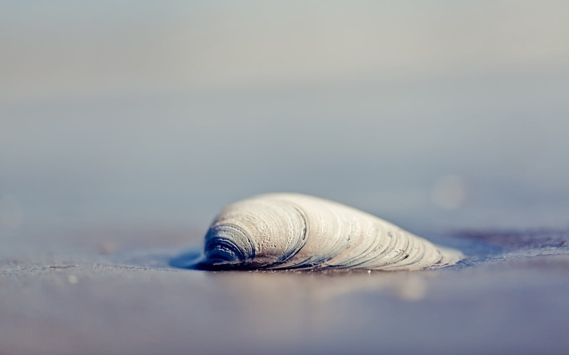 selective focus, spiral, textured, stripes, surface level, thread, pattern, single Object, macro, dirt, water, blue, material, animal, gastropod, land