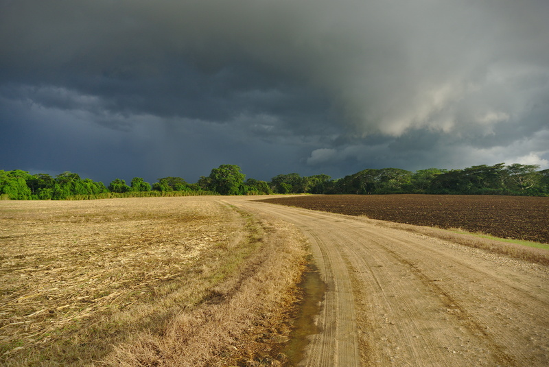 rural scene, rain, outdoors, harvest, plant, 5K, tranquility, agriculture, land, rural, belize, agricultural, growth, wet, tree, landscape, country, food