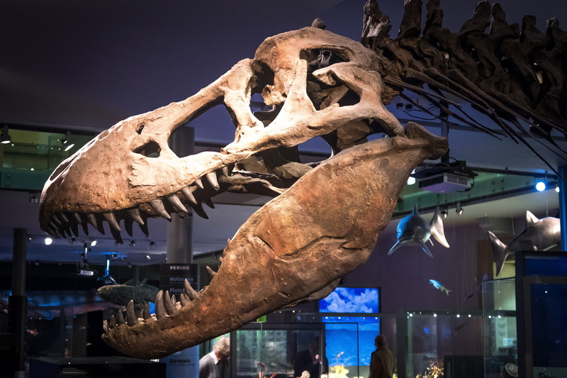 creativity, dinosaur, art and craft, nature, indoors, fossil, t-rex, animal body part, illuminated, no people, tyrannosaurus, animal representation, body part