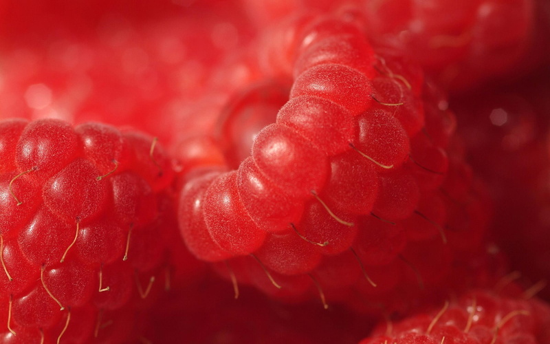 1080P, food, fruit, closeup, macro, raspberries