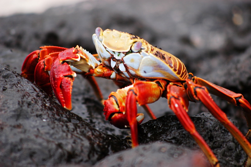solid, wildlife, orange, galapagos, sea life, 2K, animal body part, crustacean, animal themes, rock - object, marine, animal wildlife, red, claw, close