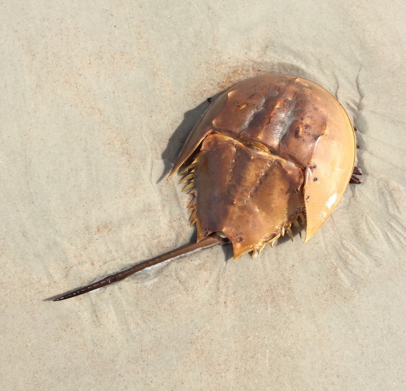 brown, marine life, nature, 1080P, one animal, close-up, food and drink, single object, healthy eating, animal, no people, animals in the wild, food, horseshoe crab